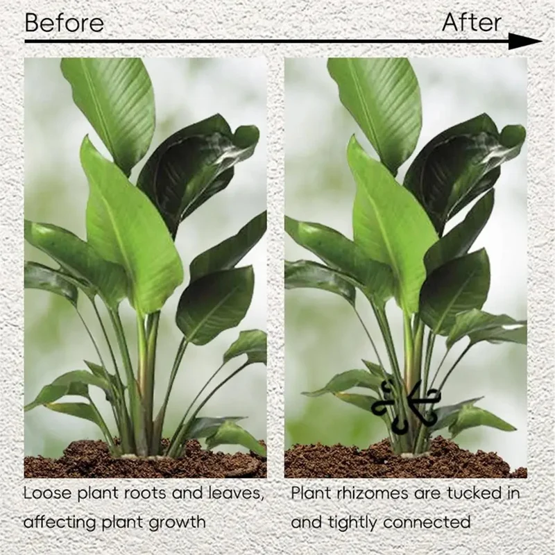 ステムサポート アロカシア モンステラ リーフサポート 4個 - Variegated Monstera Node のレビューと価格
