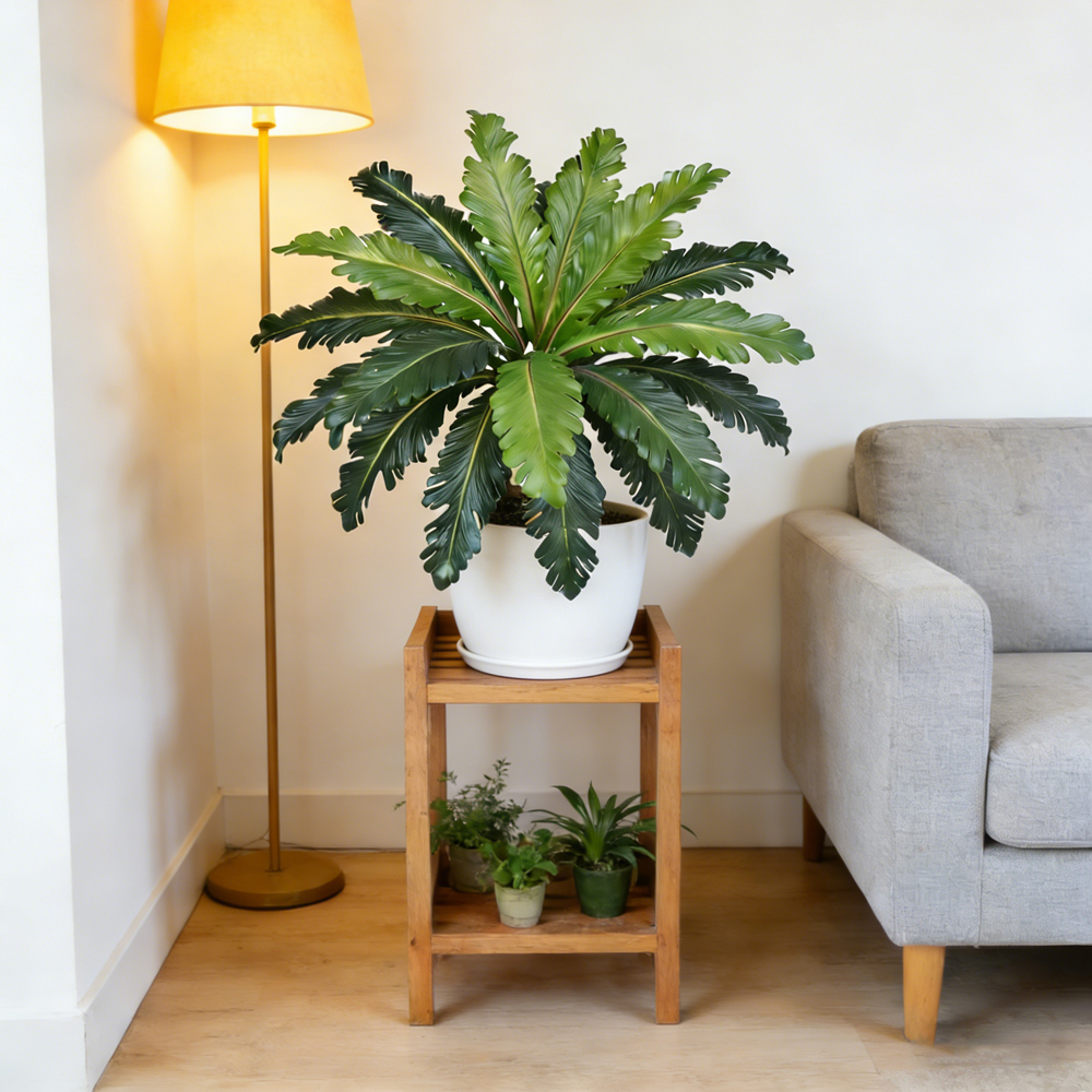 45～50cmのトロピカルな偽ペルシャ葉、人工シダ、プラスチ - Fiddle Leaf Fig のレビューと価格